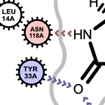 ../_images/complex2img-interaction-hbond.png